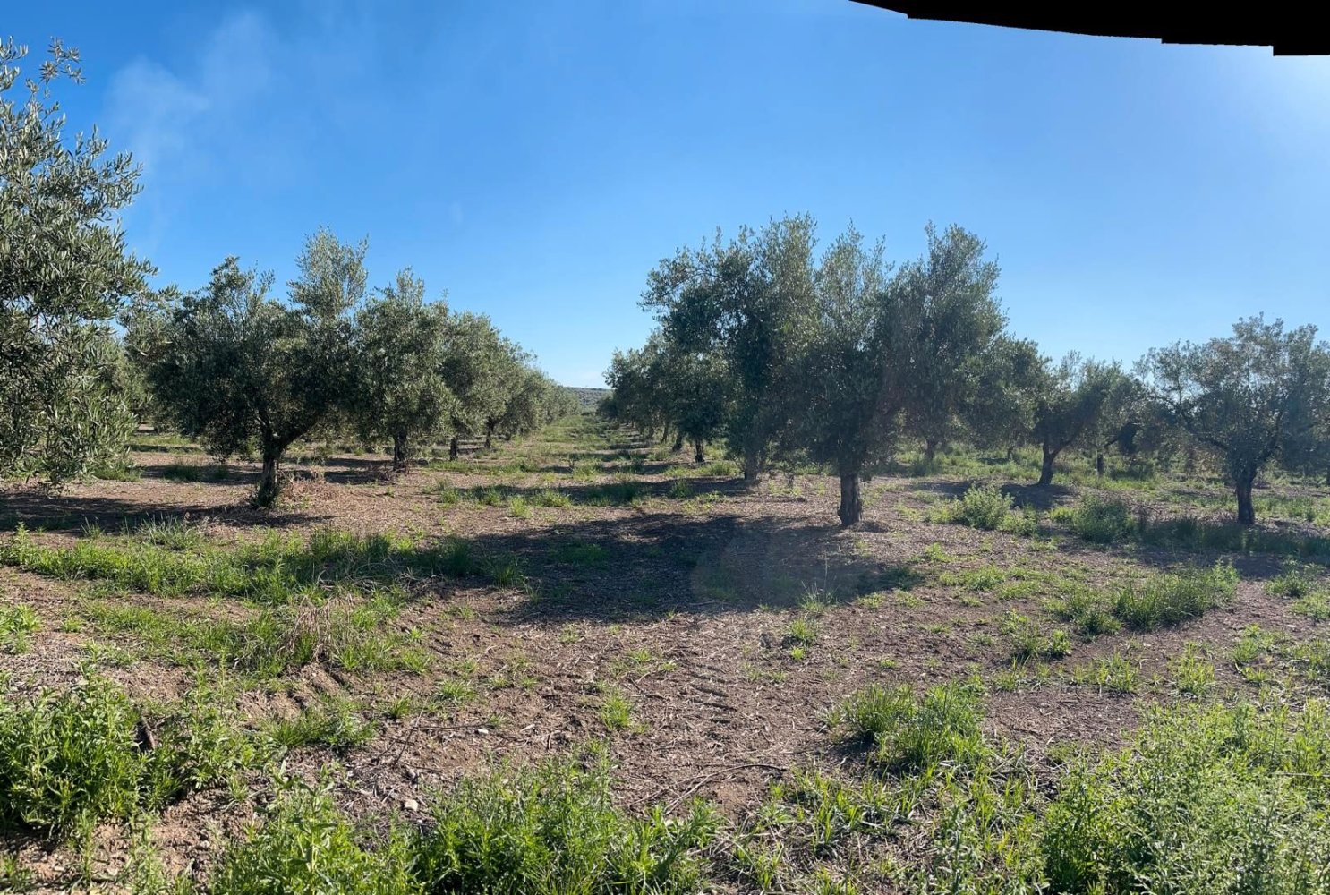 Terrain à Cordoba, Spain 65000m² No. 161537