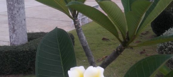  Commercial property in Pattaya, Thailand No. 19872 8