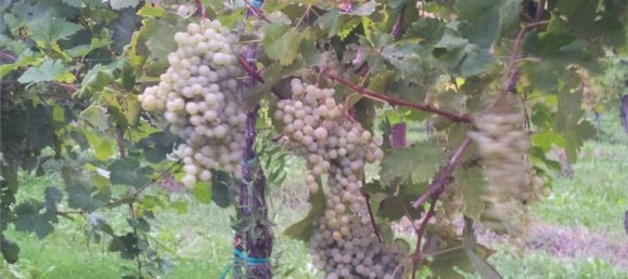 Grundstück in Portogruaro, Italy 72000m², Nr. 221055 2