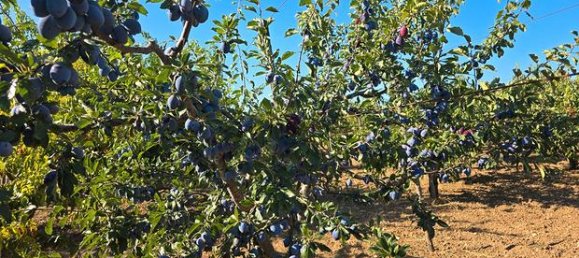 Grundstück in Rutigliano, Italy 6700m², Nr. 302883 5