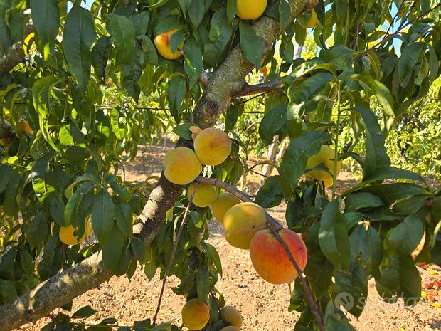 Terreno em Rutigliano, Italy 6700 m² N.º 302883