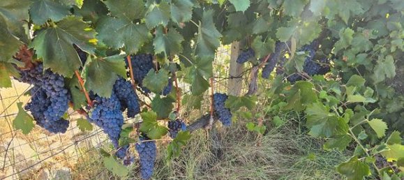 Grundstück in Rutigliano, Italy 6700m², Nr. 302883 6