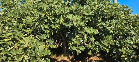 Grundstück in Rutigliano, Italy 6700m², Nr. 302883 3