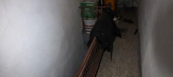 3-Zimmer Wohnung in Loro Ciuffenna, Italy, Nr. 233626 3