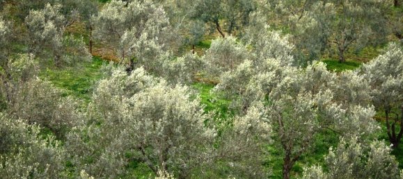 Duplex independente em Lagkadas, Greece 1700 m² N.º 7347 15