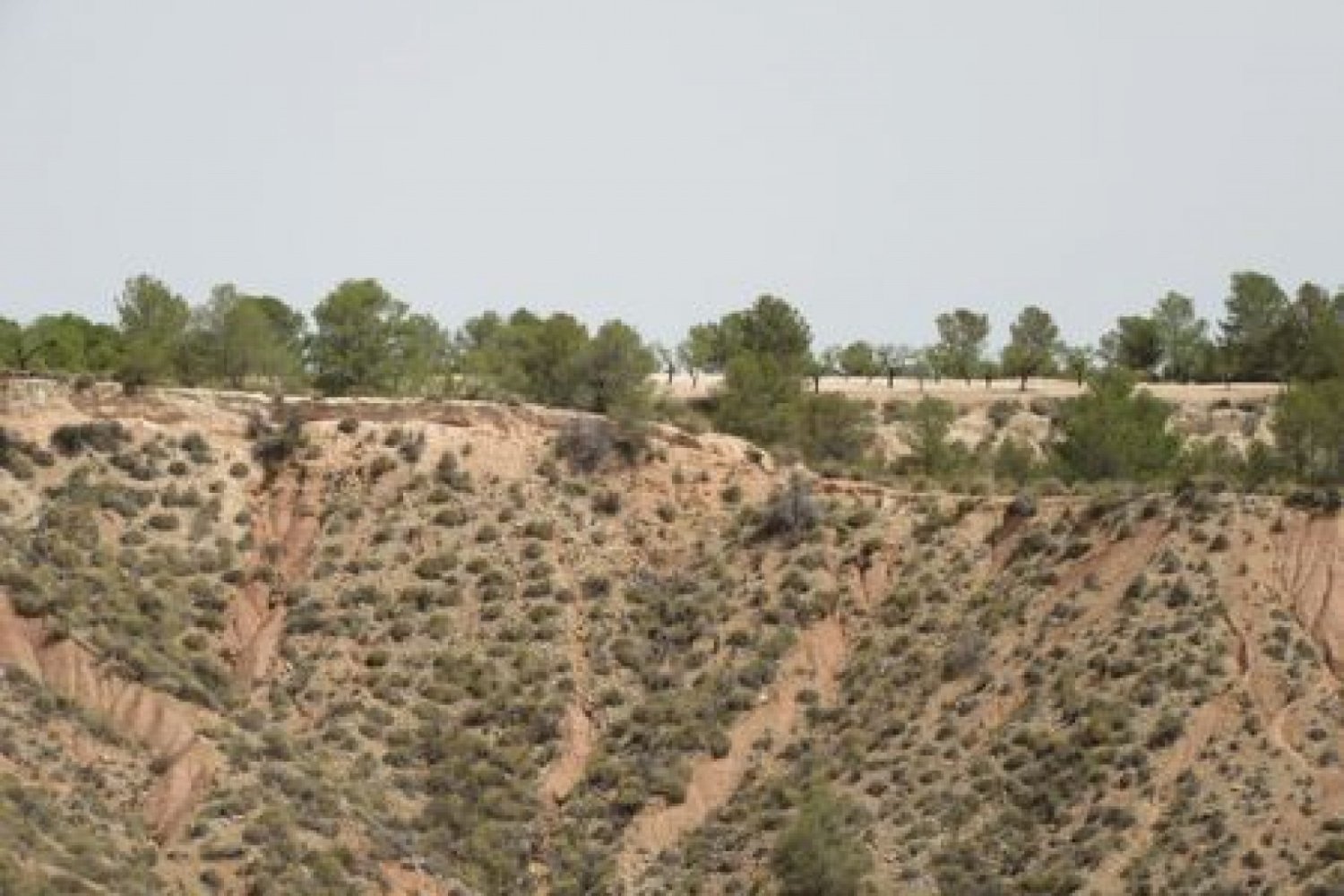  Land in Mula, Spain No. 145480