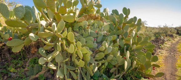 15000m² Land in Paternò, Italy No. 55750 8