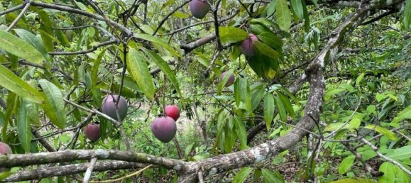 Land in Liberia, Costa Rica No. 1804 2