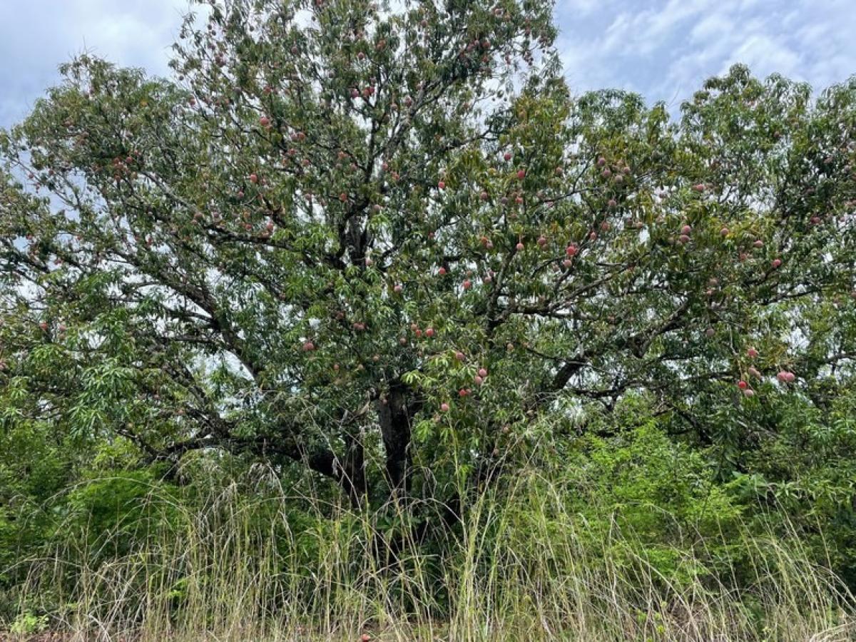  Land in Liberia, Costa Rica No. 1804