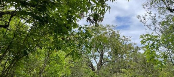 Land in Liberia, Costa Rica No. 1804 6