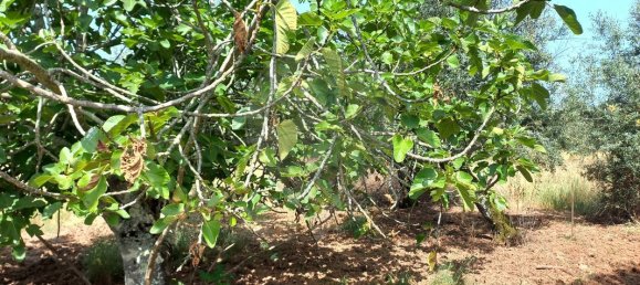 6000m² Land in Ferreira do Zezere, Portugal No. 91080 6