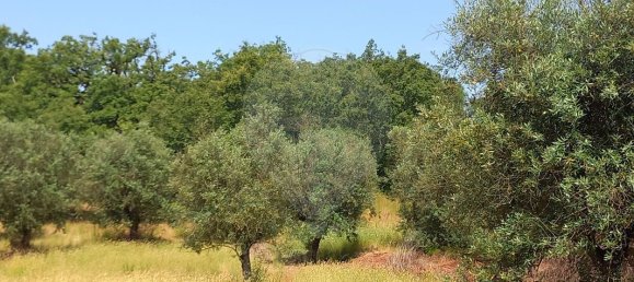 6000m² Land in Ferreira do Zezere, Portugal No. 91080 8