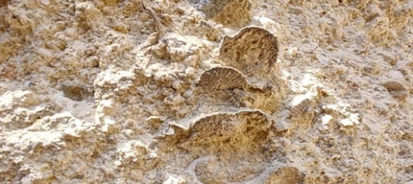 72-Zimmer Haus in Favignana, Italy, Nr. 298253 27