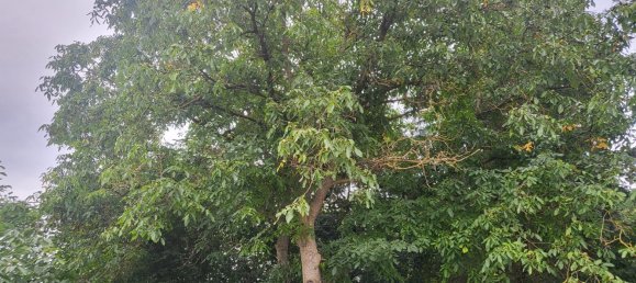 Propiedad comercial de 7 habitaciónes en Uelzen, Germany No. 149352 20