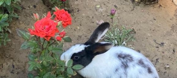 Villa en Absheron, Azerbaijan 108 m² No. 1188 8