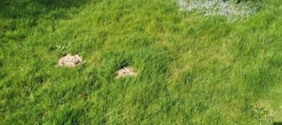 4 Schlafzimmer Haus in Beauchamps, France, Nr. 57580 7