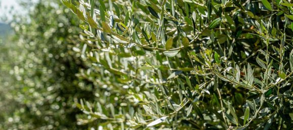 5500m² Land in Verona, Italy No. 314462 12