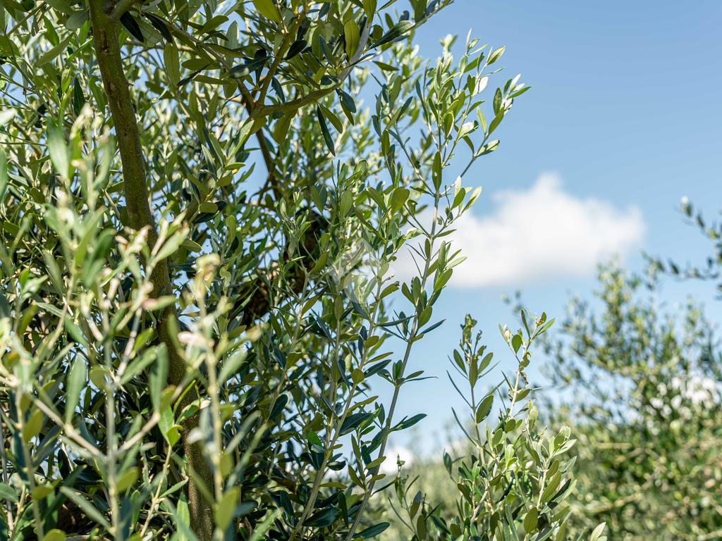 5500m² Land in Verona, Italy No. 314462