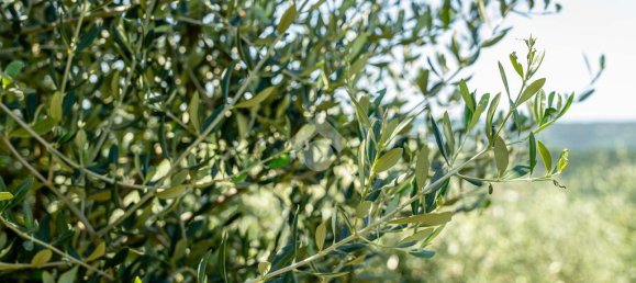 5500m² Land in Verona, Italy No. 314462 11