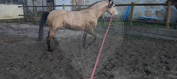 3 Schlafzimmer Haus in Maia, Portugal, Nr. 52498 26