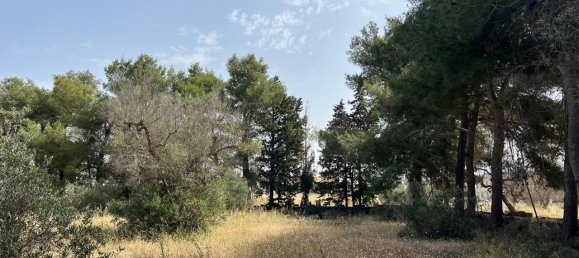 Земельный участок 18400м² в Matino, Италия № 224881 13