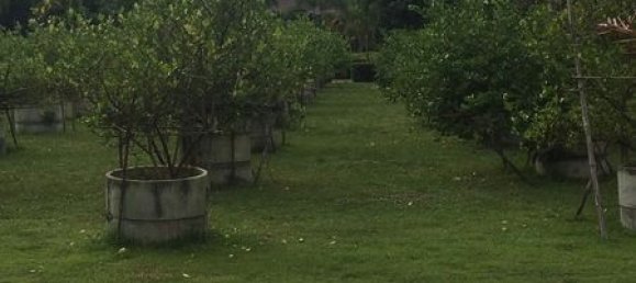 3 bedrooms Cafe / restaurant in Pattaya, Thailand No. 985 27