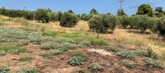 Hotel em Polygyros, Greece 5301 m² N.º 56435 3