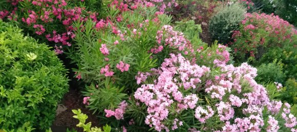 4 غرف نوم فيلا في Cavalaire-sur-Mer, France رقم 101458 8