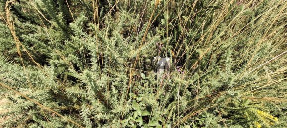 Земельный участок 2800м² в Мильейрош де Пояреш, Португалия № 190444 12