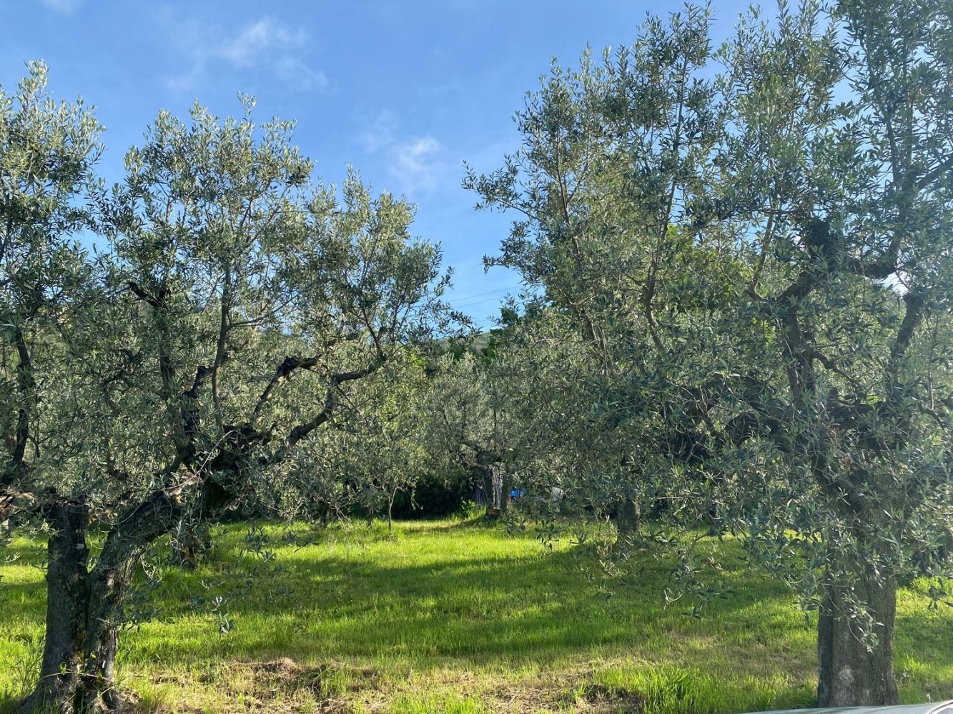 Terrain à Calenzano, Italy 4540m² No. 257100