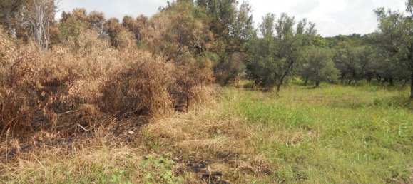 Grundstück in Gizzeria, Italy 1836m², Nr. 99819 5