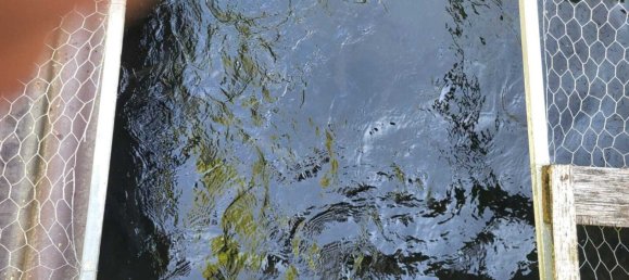 Grundstück in Thalheim bei Wels, Austria, Nr. 126852 3