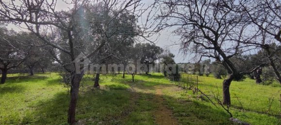 2 bedrooms Villa in Salve, Italy No. 59690 11