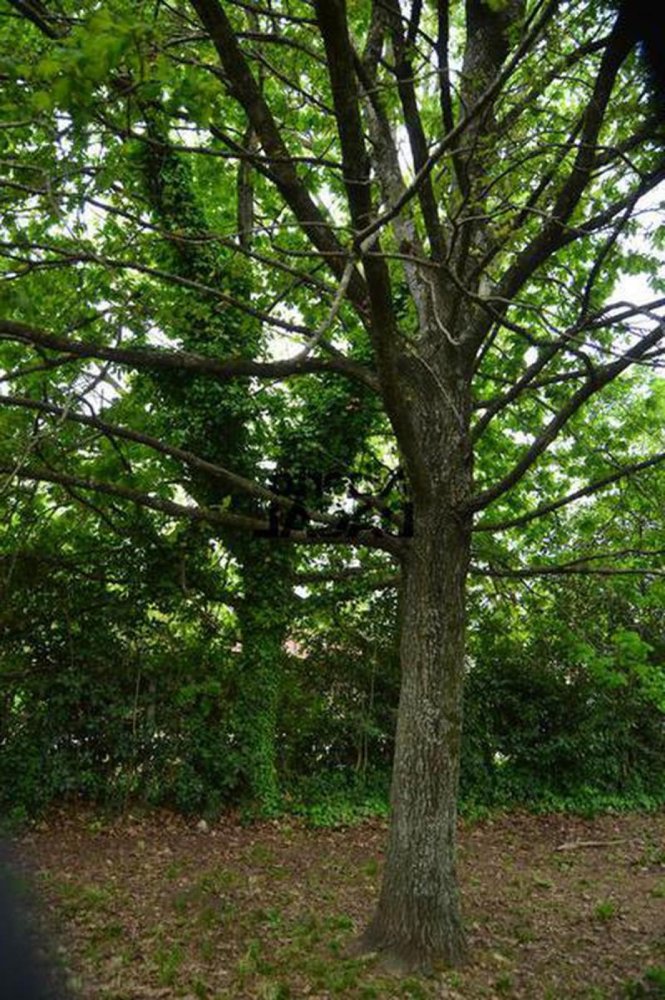  Land in Campo Creado, Argentina No. 34014