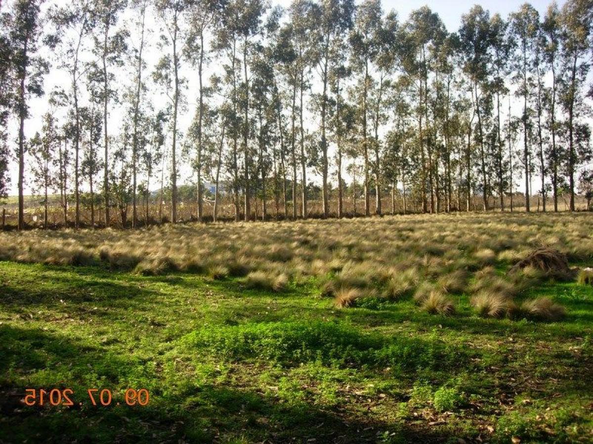 2 bedrooms House in Mar del Plata, Argentina No. 80089