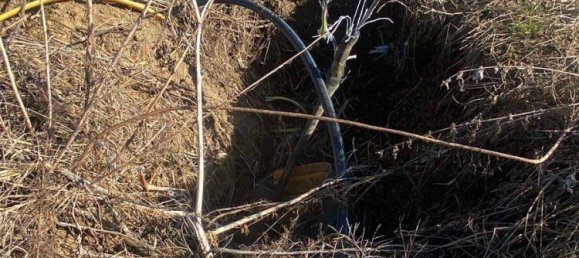 Земельный участок в Добль-Цваринг, Австрия № 172744 5