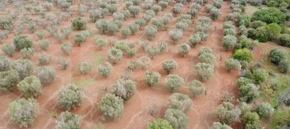 Земельный участок в Остуни, Италия № 28012 6