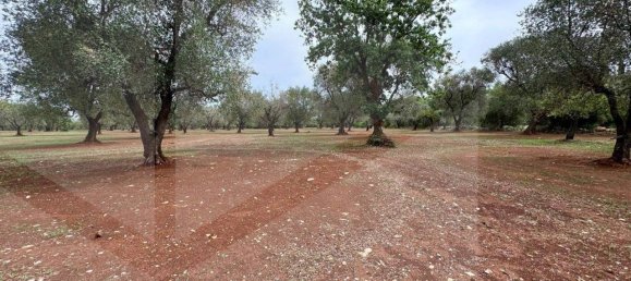 Земельный участок в Остуни, Италия № 28012 7