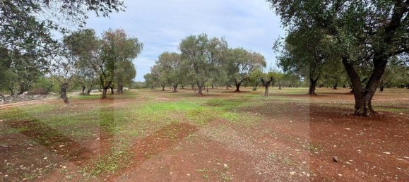 Земельный участок в Остуни, Италия № 28012 4