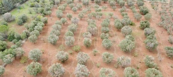 Земельный участок в Остуни, Италия № 28012 5