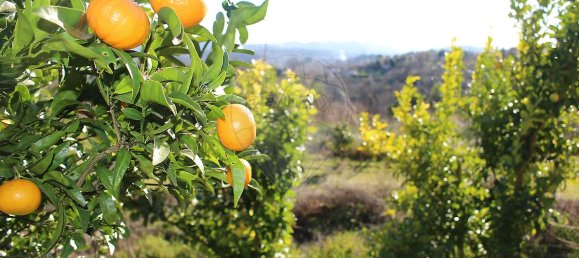 Grundstück in Estoraos, Portugal 22000m², Nr. 33209 25