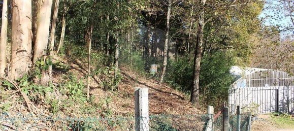 Grundstück in Estoraos, Portugal 22000m², Nr. 33209 21