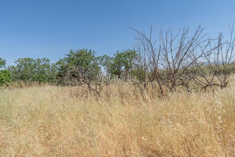 Вилла с 3 спальнями в Пилар де ла Орадада, Испания № 175749