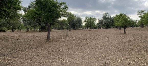 Земельный участок 12979м² в Ното, Италия № 78354 8