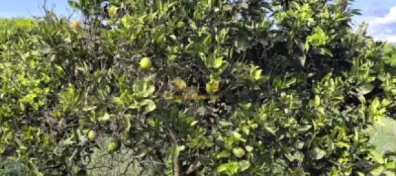 7209m² Land in Tortosa, Spain No. 164497 8