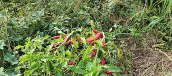 7209m² Land in Tortosa, Spain No. 164497 16