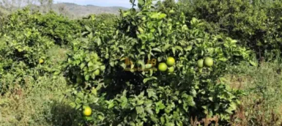 7209m² Land in Tortosa, Spain No. 164497 7