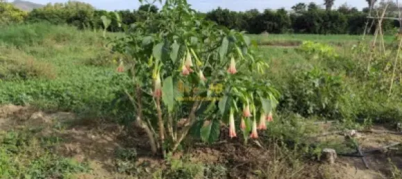 7209m² Land in Tortosa, Spain No. 164497 18