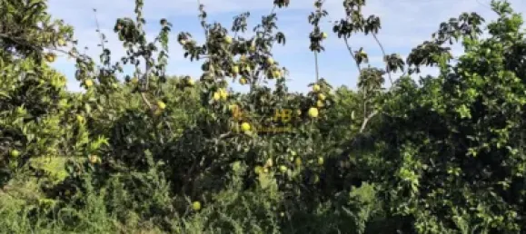 7209m² Land in Tortosa, Spain No. 164497 5