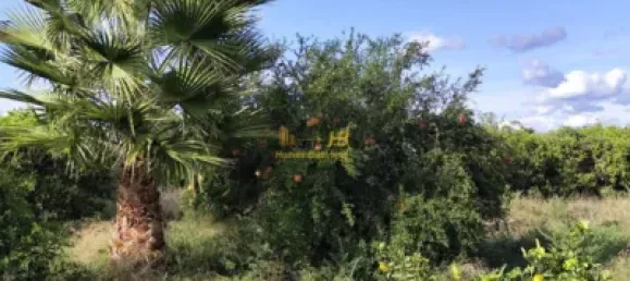 7209m² Land in Tortosa, Spain No. 164497 21